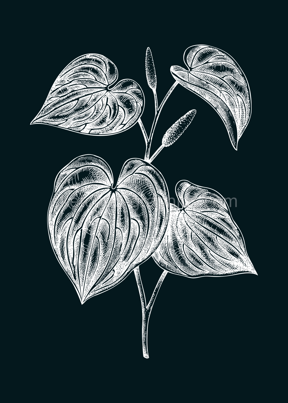 Kava Kava sketch. Apothecary plant drawing. Herbal remedies, medicinal plants, natural medicine hand-drawn vector illustration on chalkboard. NOT AI generated Illustration